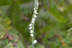 Spiranthes sinensis